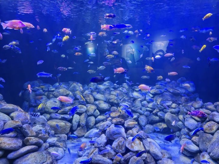 AquaRio